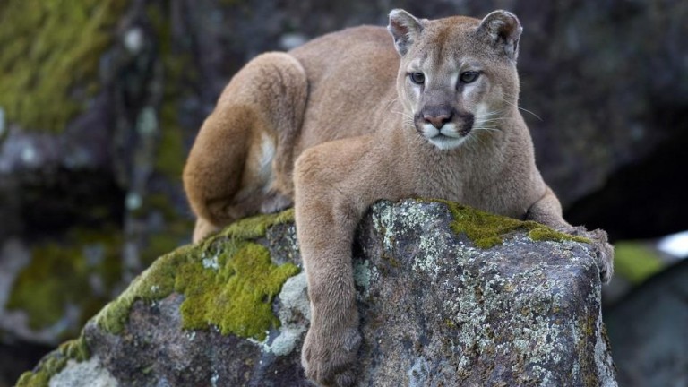 BS: Wrestler Fights off Mountain Lion
