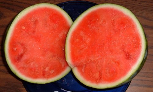gmo-watermelon-after